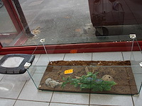 2 terrariums - afbeelding 2 van  3