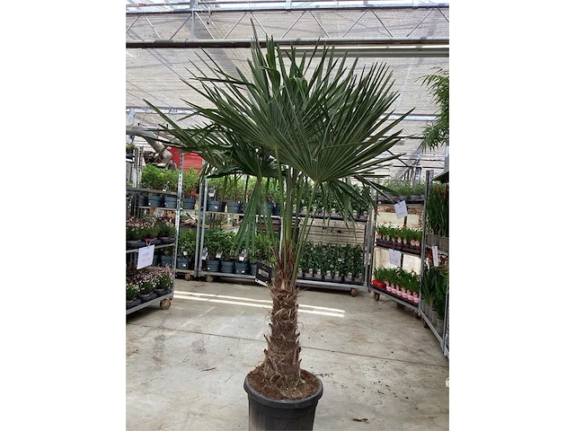 2 trachycarpus - afbeelding 1 van  1