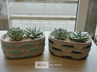 2 vetplantjes - afbeelding 1 van  4