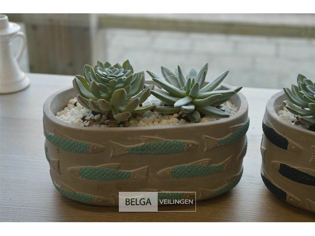 2 vetplantjes - afbeelding 2 van  4