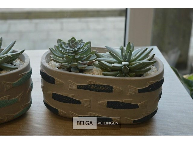 2 vetplantjes - afbeelding 3 van  4