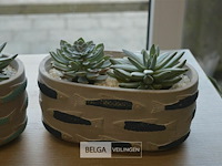 2 vetplantjes - afbeelding 3 van  4