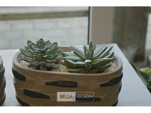 2 vetplantjes - afbeelding 4 van  4