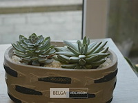 2 vetplantjes - afbeelding 4 van  4