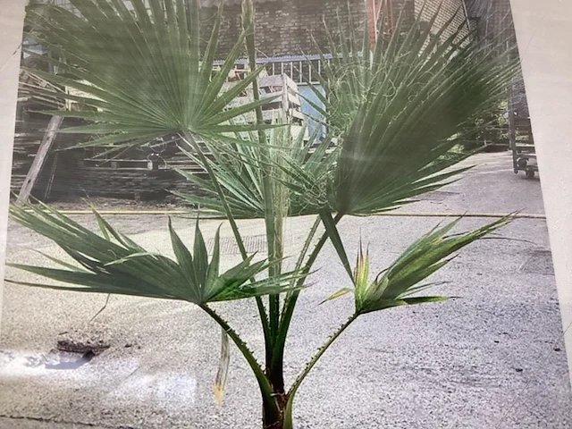 2 washingtonia - afbeelding 1 van  1
