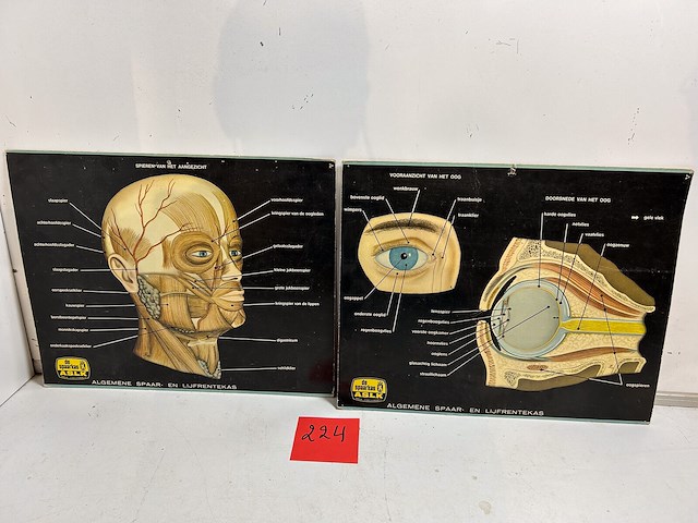 2 x anatomie prent aslk - afbeelding 1 van  3