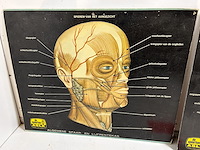 2 x anatomie prent aslk - afbeelding 2 van  3