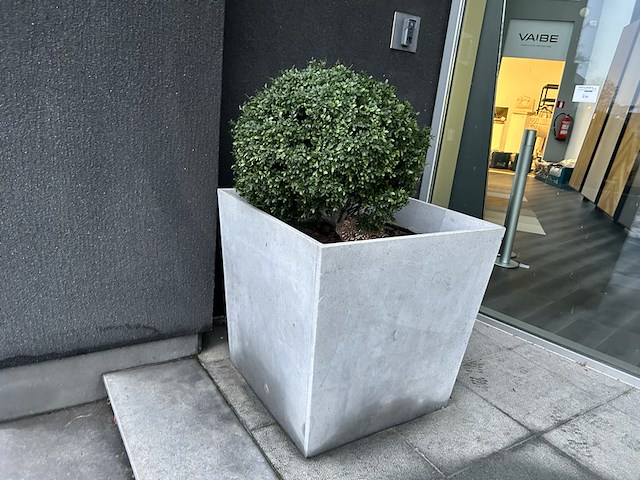 2 x buxus in pot - afbeelding 1 van  3