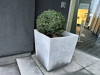 2 x buxus in pot - afbeelding 1 van  3