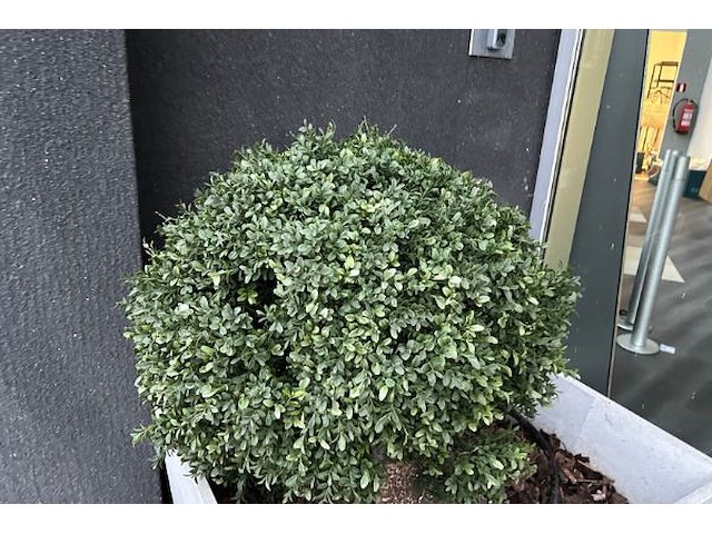 2 x buxus in pot - afbeelding 2 van  3