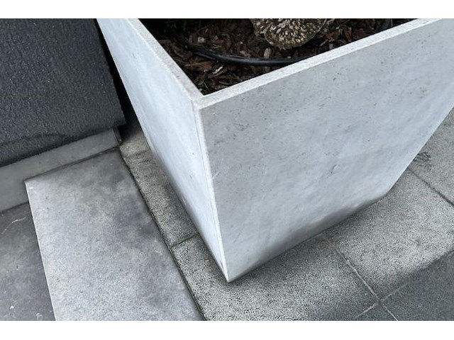 2 x buxus in pot - afbeelding 3 van  3