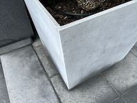 2 x buxus in pot - afbeelding 3 van  3