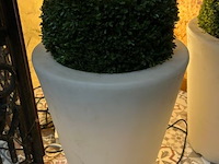 2 x nep buxus en 1 lamp - afbeelding 2 van  5