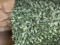 2 x nepstruik - afbeelding 2 van  3