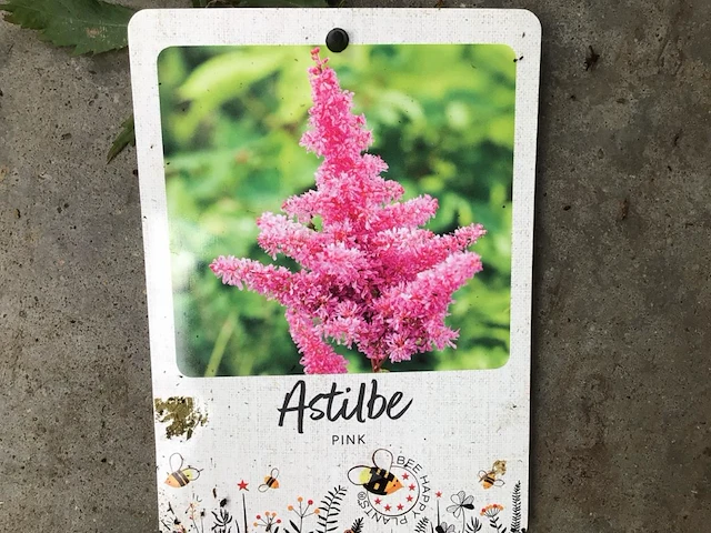 20 astilbe - afbeelding 2 van  2