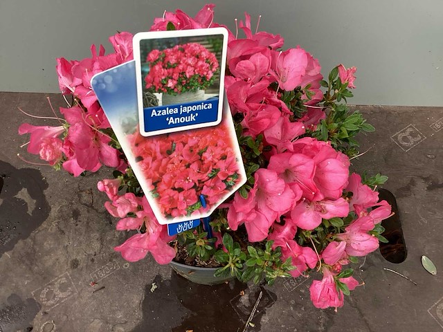 20 azalea - afbeelding 1 van  1