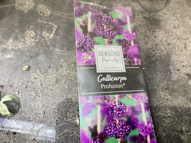 20 callicarpa - afbeelding 1 van  1