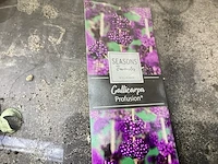 20 callicarpa