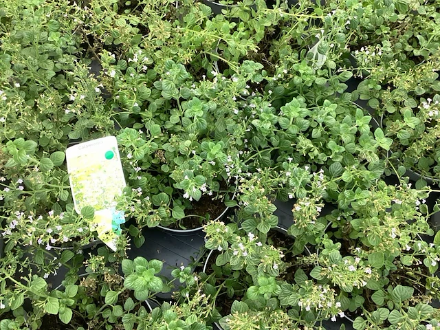 20 callimentha - afbeelding 2 van  2
