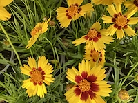 20 coreopsis