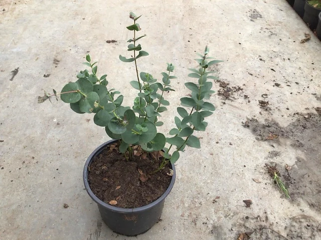 20 eucalyptus - afbeelding 1 van  1