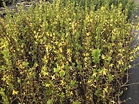 20 forsythia