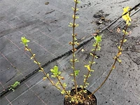 20 forsythia - afbeelding 3 van  3