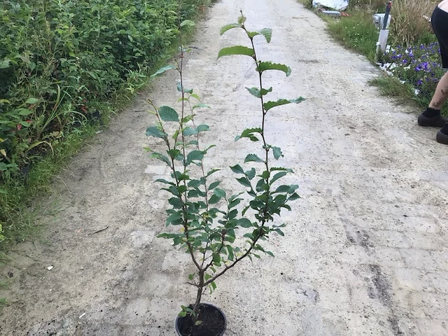 20 haagbeuk 110-130 - afbeelding 1 van  1