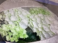 20 hortensia wit