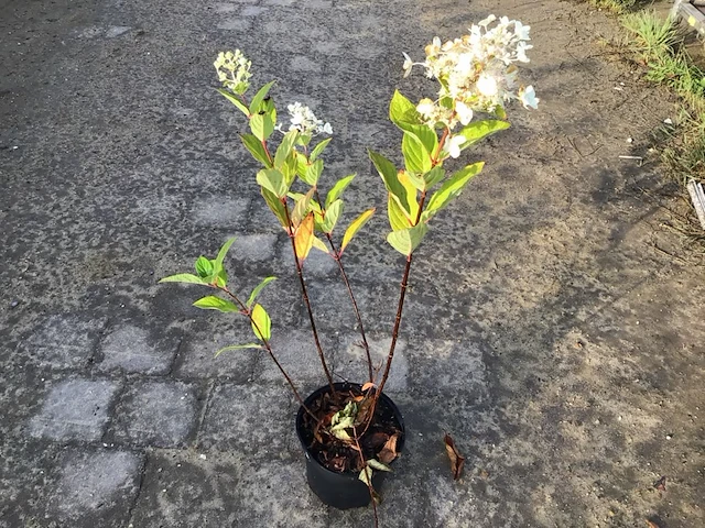 20 hydrangea pinky winky - afbeelding 2 van  2