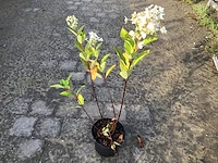 20 hydrangea pinky winky - afbeelding 2 van  2