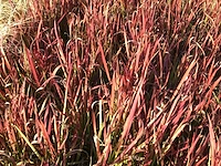 20 imperata red baron