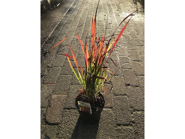 20 imperata red baron - afbeelding 1 van  2