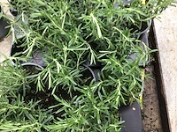 20 kruiden mix - afbeelding 1 van  4