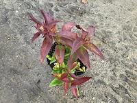 20 leucothoe