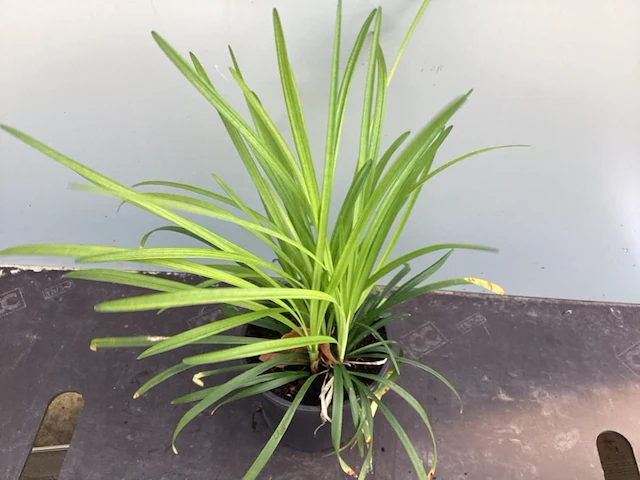 20 liriope muscari - afbeelding 1 van  1