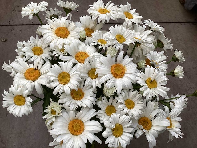 20 margriet wit, 20 salvia - afbeelding 1 van  4