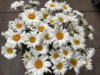 20 margriet wit, 20 salvia