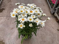 20 margriet wit, 20 salvia - afbeelding 2 van  4