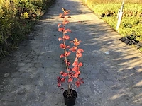 20 opulus roseum - afbeelding 2 van  2