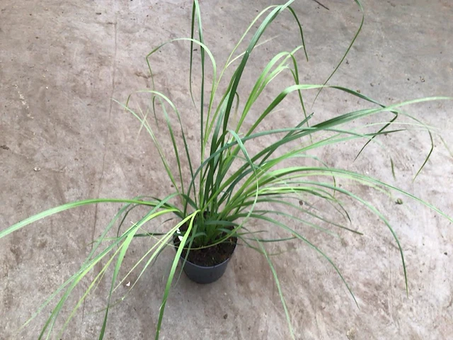 20 pampas - afbeelding 1 van  1