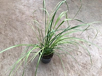 20 pampas