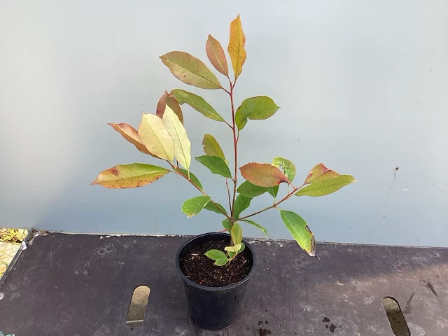 20 photinia - afbeelding 1 van  1