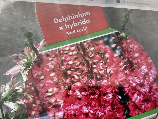 20 rode delphinium - afbeelding 1 van  1