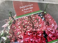 20 rode delphinium