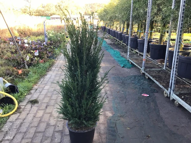 20 taxus 130-150 - afbeelding 2 van  2