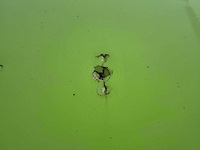 2003 kwb p-393-sti-h schuifzeil oplegger - mtm 39t - afbeelding 22 van  31