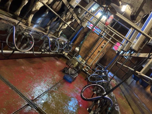 2004 delaval melksysteem - delaval 2 x 7 professionele melksalon, waarmee 14 koeien kunnen worden gemolken - afbeelding 1 van  5