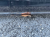 2009 volkswagen polo - afbeelding 3 van  42