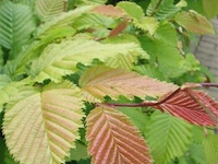 200x haagplanten carpinus betulus - afbeelding 1 van  3